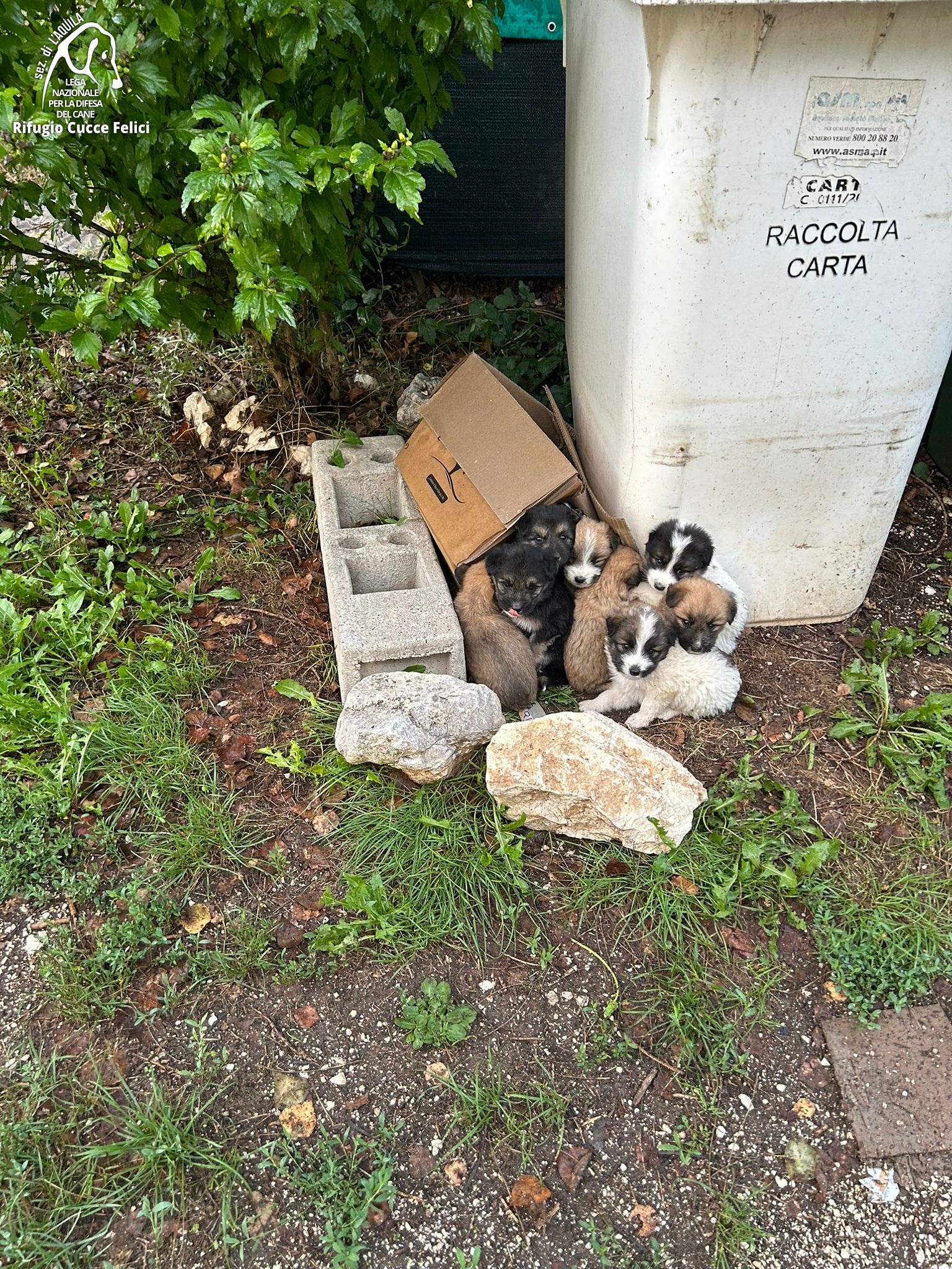 9 cuccioli in una scatola a Paganica